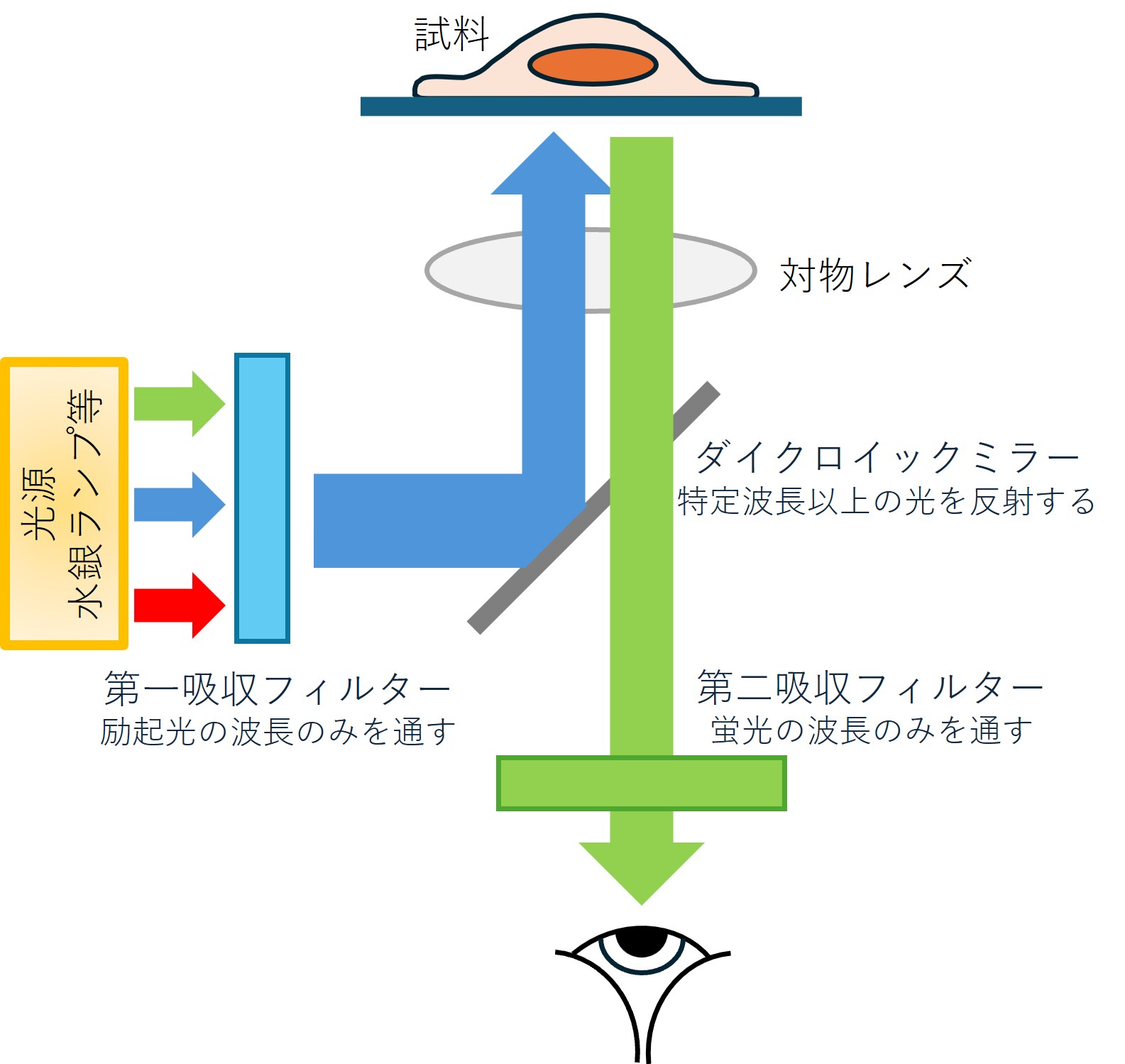 fluor_principle.jpg