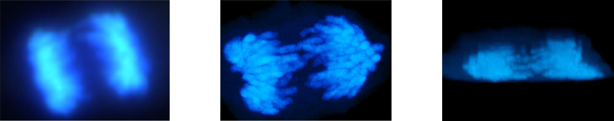 nucleus_div.jpg